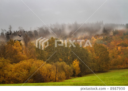 Fog over the autumn forest Fog over the autumn forest 8987930
