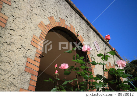 貝里克大廳的玫瑰 貝里克大廳的玫瑰 8988012