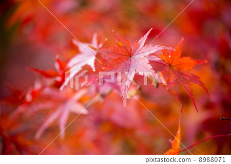 Autumn leaves Autumn leaves 8988071