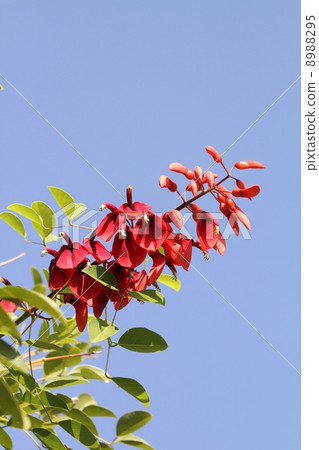 海洋紅豆 8988295