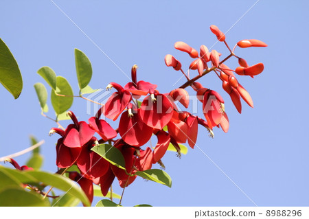 海洋紅豆 海洋紅豆 8988296