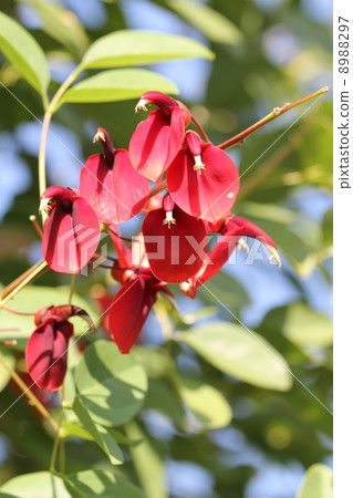 海洋紅豆 8988297