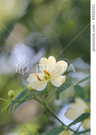 Andean girl Andean girl 8988302