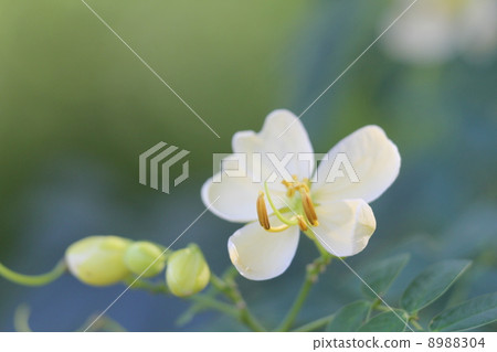 安第斯女孩 安第斯女孩 8988304