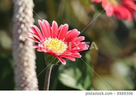 雛菊 雛菊 8988306