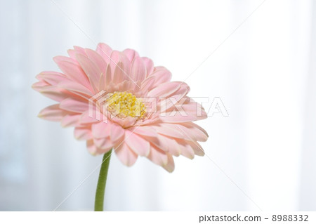 粉色非洲菊 粉色非洲菊 8988332