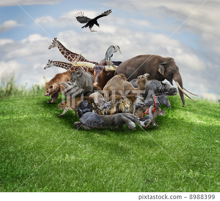 Animals Concept 8988399