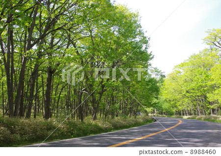 Fresh green highland road 8988460