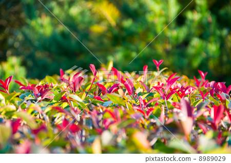 Kaname Memochi Kaname Memochi 8989029