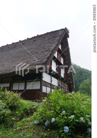 Shirakawago 8989865