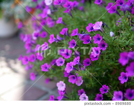 Million bell Million bell 8989880