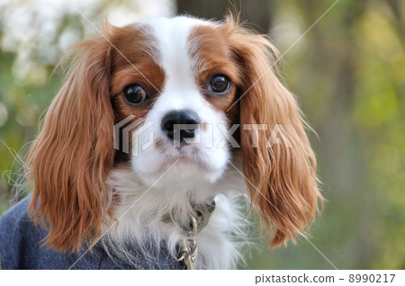 Cavalier Cavalier 8990217