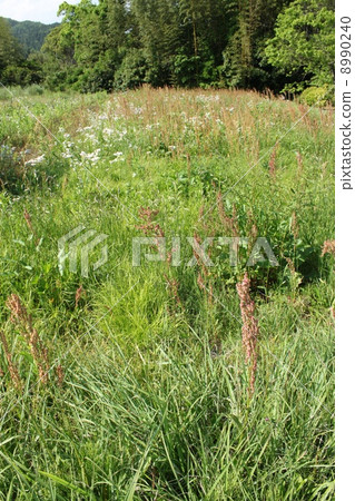 A group of wild grasses in May 8990240