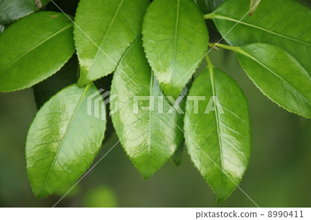Camellia leaves Camellia leaves 8990411