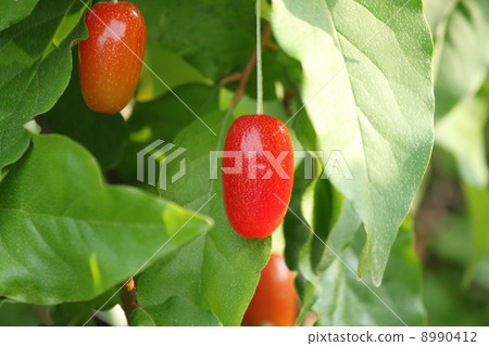Gum fruit 8990412