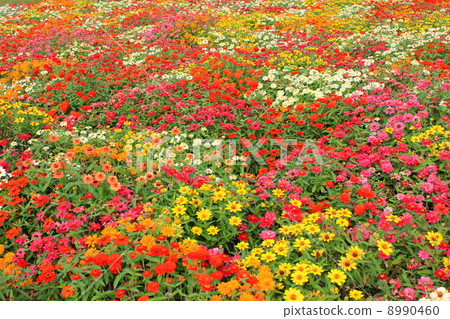 百日草（Besshi） 8990460