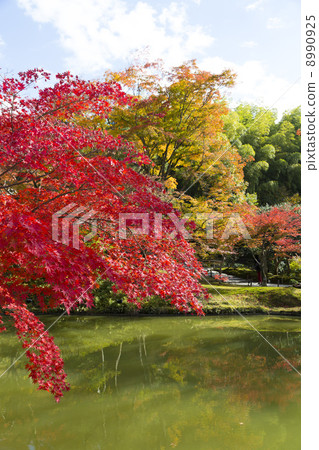 Kodaiji Wo Tsuikei池塘秋葉 8990925
