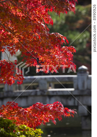 丸山公園的Momiji 8990926