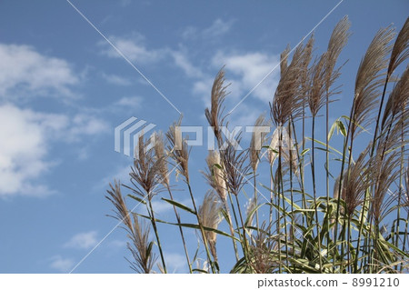 公園裡的潘帕斯草和藍天 公園裡的潘帕斯草和藍天 8991210