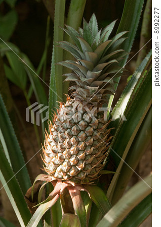 pineapple 8992277