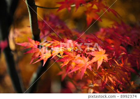 小豆島和泉公園秋葉 小豆島和泉公園秋葉 8992374
