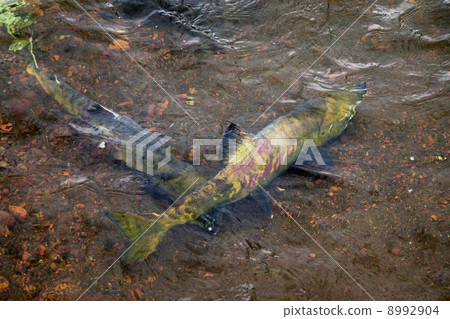 Mating copys Mating copys 8992904