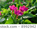Pink flowers 8992942