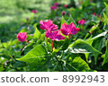Pink flowers 8992943