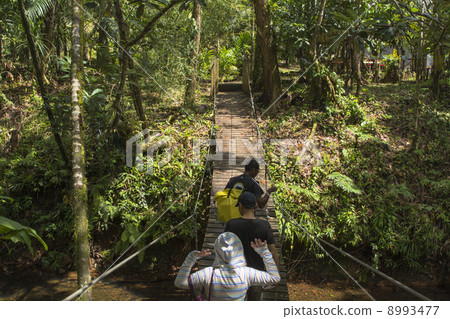 Jungle Palau of glass mao of Babeldaob Island 8993477