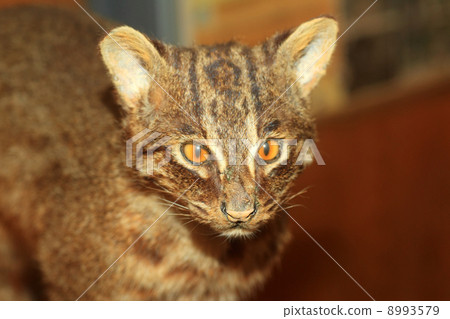 Iriomote cat Iriomote cat 8993579