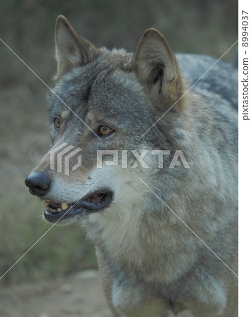 Wolf's face 8994037