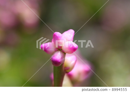 Bud of Tsurumurasaki 8994555