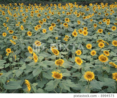 sunflower sunflower 8994573