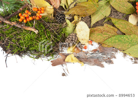 autumn leaves 8994653