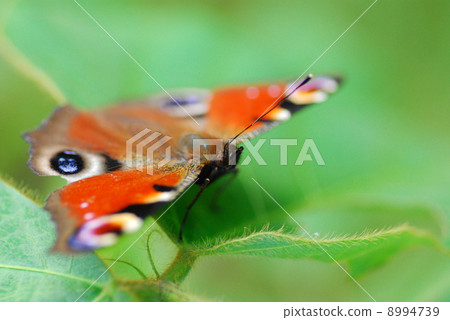 Peacock butterfly that rests wings on the leaves - 86: Matsukawa village at the foot of Northern Alps in Nagano Prefecture Peacock butterfly that rests wings on the leaves - 86: Matsukawa village at the foot of Northern Alps in Nagano Prefecture 8994739