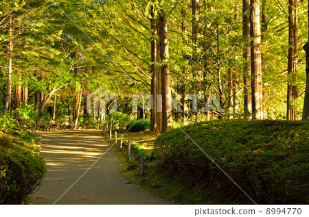 Utsunomiya walk / Metasequoia Namiki Tochigi kuen central park Utsunomiya walk / Metasequoia Namiki Tochigi kuen central park 8994770
