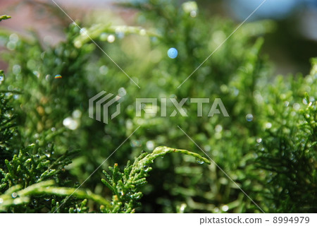 在七種顏色發光的雨後的Shizuku 6月:長野縣的松川村-13 在七種顏色發光的雨後的Shizuku 6月:長野縣的松川村-13 8994979