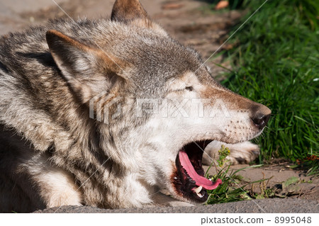 Wolf 8995048