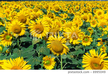 Sunflowers 8995049