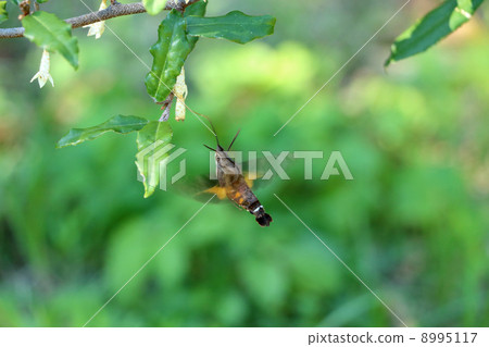 Houjaku and Nawashimi 8995117