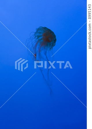 Akakura Akakura 8995143