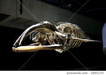 Skeletal specimen of a whale 8995234