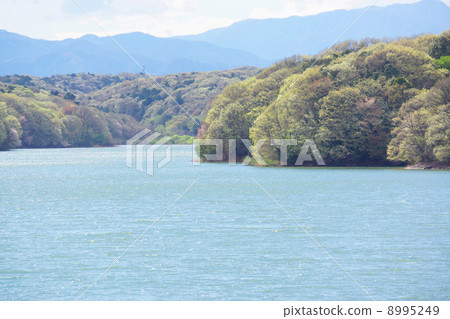 Fresh green Sayama Lake Fresh green Sayama Lake 8995249