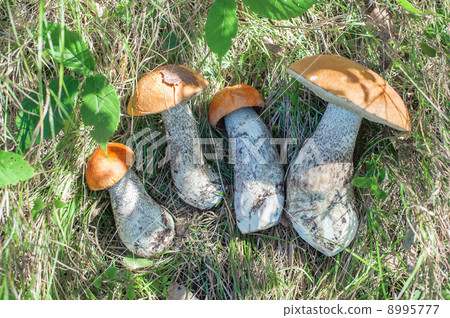 mushroom mushroom 8995777