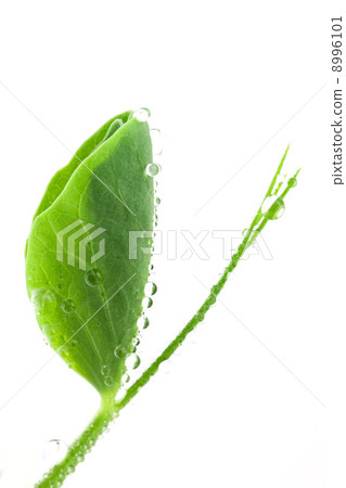 Pea plant Pea plant 8996101