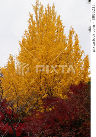 Autumn leaves 1 8996233