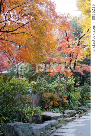 Autumn leaves 7 Autumn leaves 7 8996239