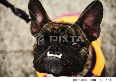 French bulldog 8996810