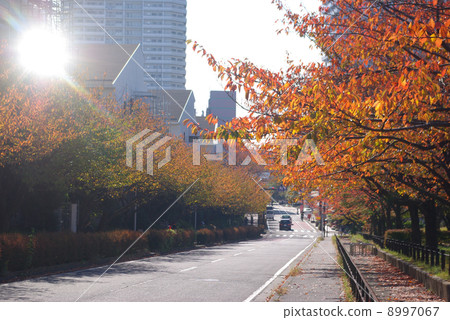 Autumn leaves of cherry blossom trees in Higashi-Totsuka 8997067