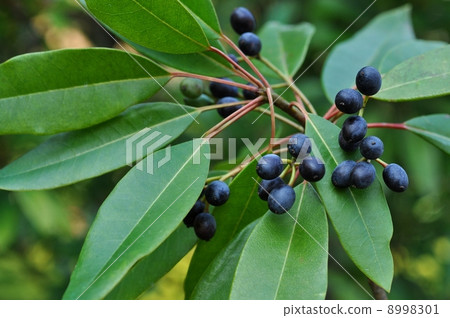 新鮮水果飛 新鮮水果飛 8998301